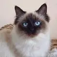 Ragdoll Cat