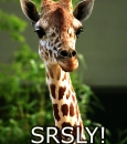 giraffe