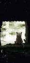 KITTY BY THE WINDOW