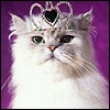Kitty