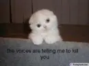 kitty