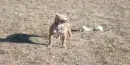 pittbull