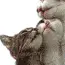 cute kittens
