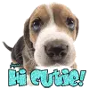 Hi Cutie!!