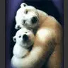 mom and baby bear