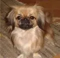 Pekingese