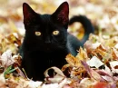 lovely cat