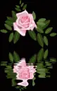 Reflecting Rose