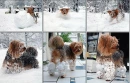 dog playing in snow