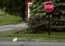 rabbit waiting at stop sign