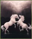 beautiful