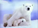 white bear