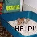 kitty quick sand