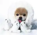 cute dog