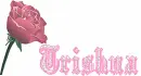 Trishna - Rainbow Rose