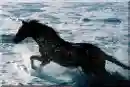 :~:Horse:~: