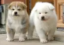 :~:Fuzzy Puppies:~: