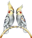 Parrots