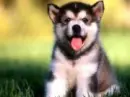 doggy