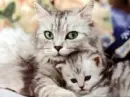 kitty's
