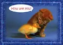 cat and duck