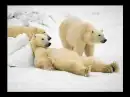 white polar bear