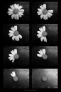 Disappearing Daisy