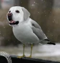 crossbreed