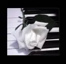 white rose