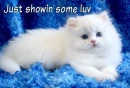 Coot kitteh