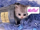 Hello!