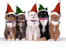 christmas kitties