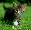 Bump!