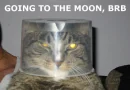 Catstronot!