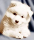 puppy sweet