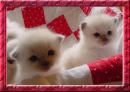 Kittens