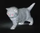 ghost kitty