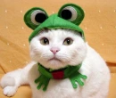 one...confused kitty...