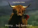 Perfect Man