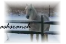 Horse In Snow