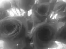 dark roses