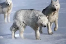 wolves