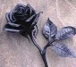 Black Rose