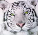 Yellow Eyes