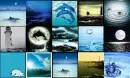Dolphins and water