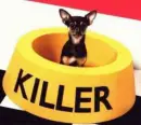 lil dog lol!