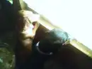 dachshunds looking out window