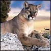 Cougar
