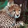 Cheetah