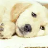 Golden Retriever Puppy